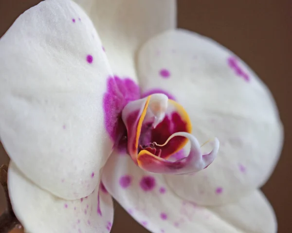 Flor Orquídea Con Fondo Blanco — Foto de Stock