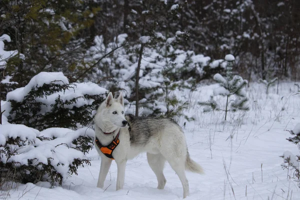 雪の中にいるシベリアのハスキー犬 — ストック写真