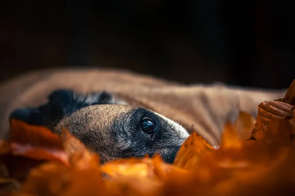 Tiro Close Cão Bonito — Fotografia de Stock