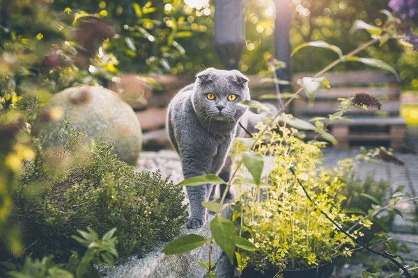 Gato Jardim — Fotografia de Stock