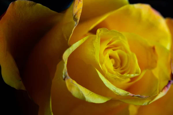 Hermosa Rosa Amarilla Jardín —  Fotos de Stock