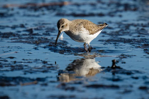 Eine Möwe Ufer Des Flusses — Stockfoto