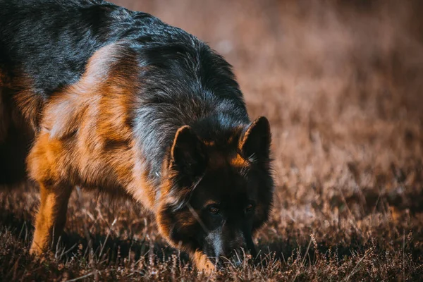 Собака Лісі — стокове фото