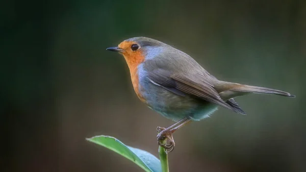 Vista Primer Plano Pájaro Pequeño — Foto de Stock