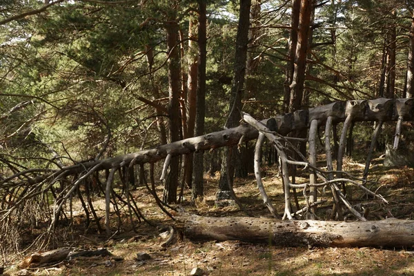 森の古い木の柵 — ストック写真