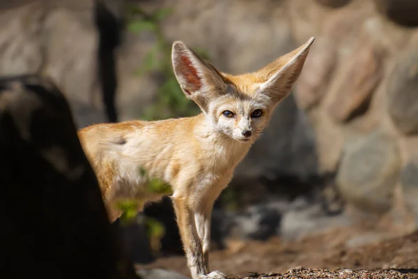 Cute Fox Zoo — Stock Photo, Image