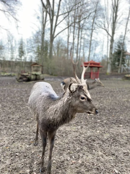 Een Jong Hert Het Bos — Stockfoto