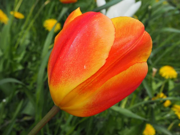 Красивый Красный Тюльпан Саду — стоковое фото