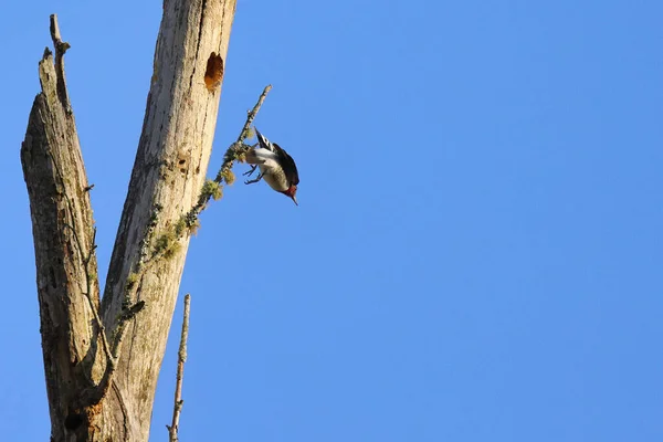 Pássaro Galho Árvore — Fotografia de Stock