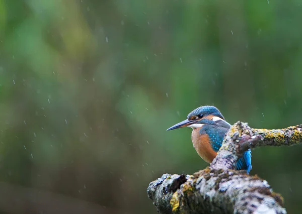 Kingfisher Alcedo Madár Vadon Élő Állatok Kék Zöld Víz Természetes — Stock Fotó