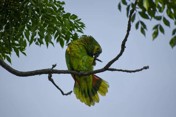 Bird Sitting Branch Tree — Stock Photo, Image