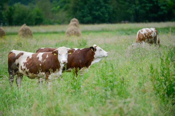 Krowy Pasące Się Zielonej Łące — Zdjęcie stockowe