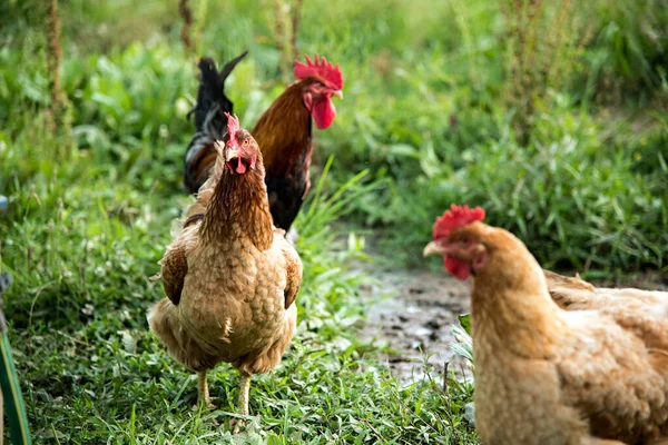 Kurczak Gospodarstwie — Zdjęcie stockowe