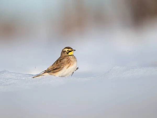 Oiseau Sur Une Neige Hiver — Photo