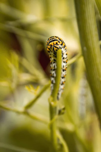 Närbild Larv Blomma — Stockfoto