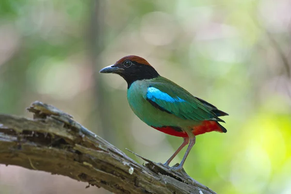 オスの鳥のクローズアップショットです — ストック写真