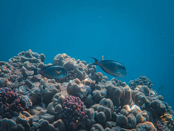Coral Reef Red Sea Egypt — Stock Photo, Image