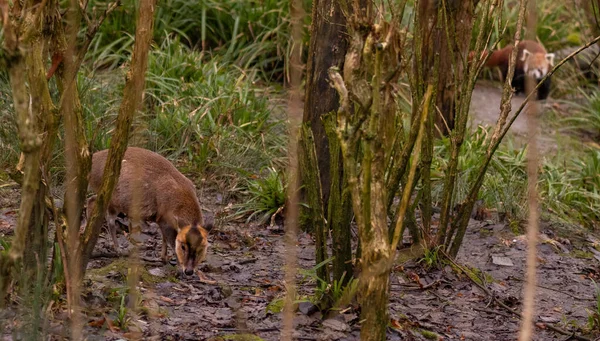 Ormandaki Şirin Bir Kızıl Tilkinin Yakın Plan Fotoğrafı — Stok fotoğraf
