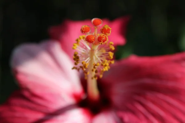 美しい植物画 自然壁紙 — ストック写真