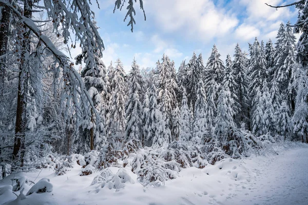 Vinterskog Snön — Stockfoto