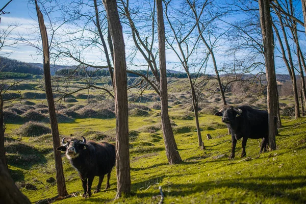 Una Manada Vacas Pastando Las Montañas —  Fotos de Stock