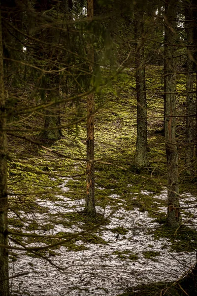 Prachtig Uitzicht Het Bos — Stockfoto