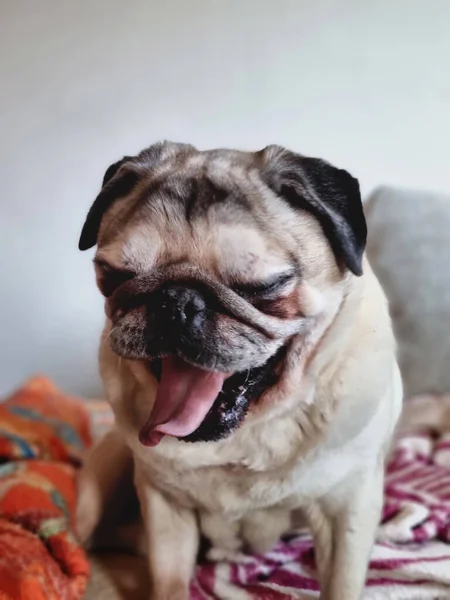 Blick Auf Hund Zimmer — Stockfoto