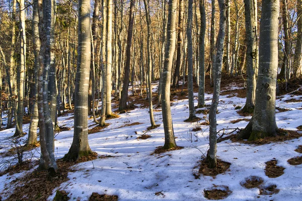 Piękny Zimowy Las Śniegiem — Zdjęcie stockowe