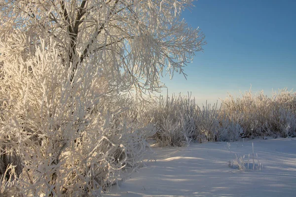 冰雪覆盖的冬季景观 — 图库照片