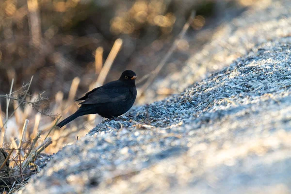 Oiseau Est Assis Sur Une Branche Arbre — Photo