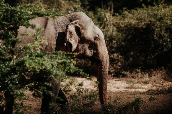 Éléphant Dans Forêt Sur Fond Nature — Photo