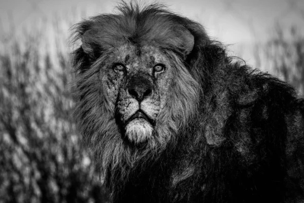 Λιοντάρι Στη Σαβάνα — Φωτογραφία Αρχείου