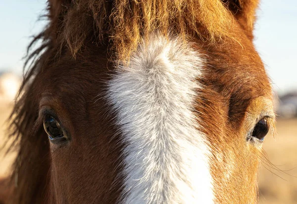 Nahaufnahme Porträt Eines Braunen Pferdes — Stockfoto