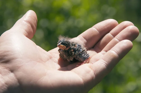 Hand Holding Small Bird — Stock Photo, Image