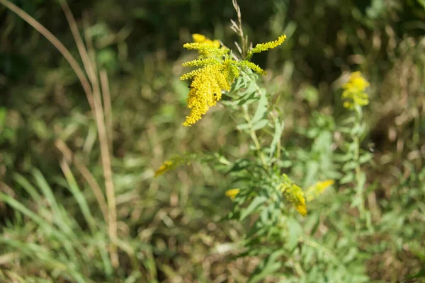 Belles Fleurs Poussant Dans Jardin — Photo