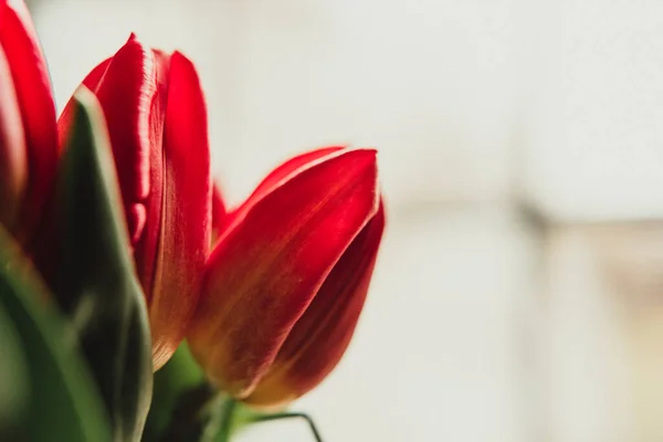 Червоні Тюльпани Білому Тлі — стокове фото