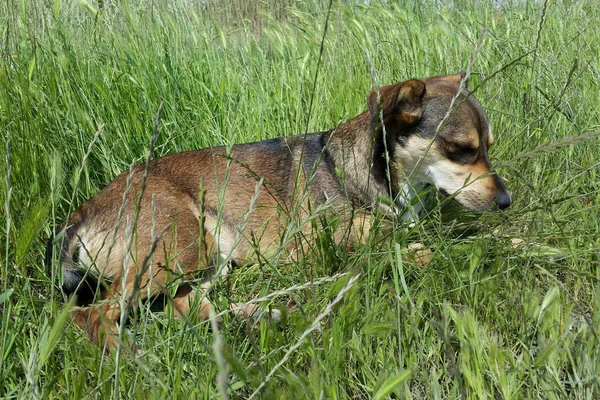 Vue Chien Jouant Extérieur — Photo