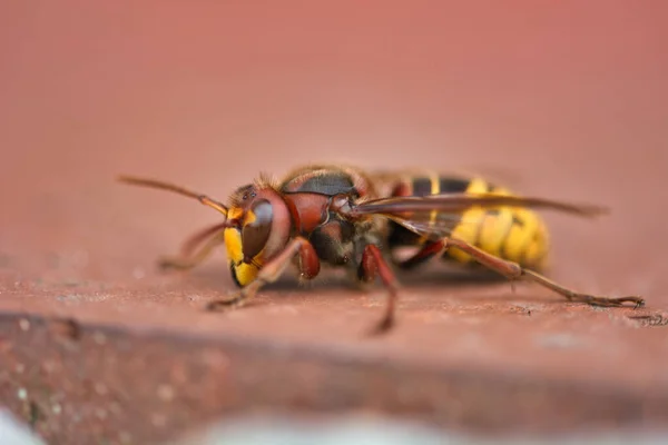 Primo Piano Insetto Natura Selvaggia — Foto Stock