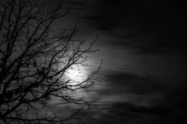 黑白照片上的树 天空一片漆黑 — 图库照片