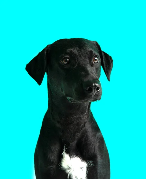 Porträt Eines Niedlichen Hundes Auf Blauem Hintergrund — Stockfoto