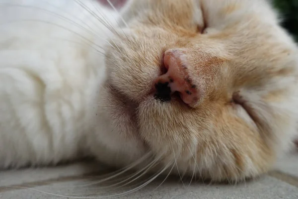 Ładny Kot Śpi Podłodze — Zdjęcie stockowe