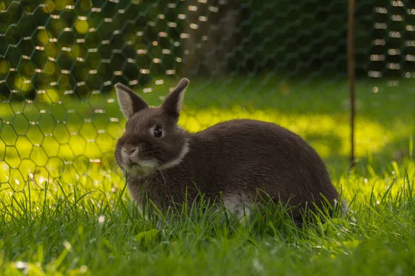 Niedliche Kleine Kaninchen Grünen Gras — Stockfoto