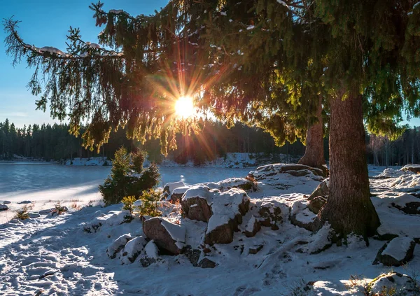 美丽的冬季风景 雪地树木丛生 — 图库照片