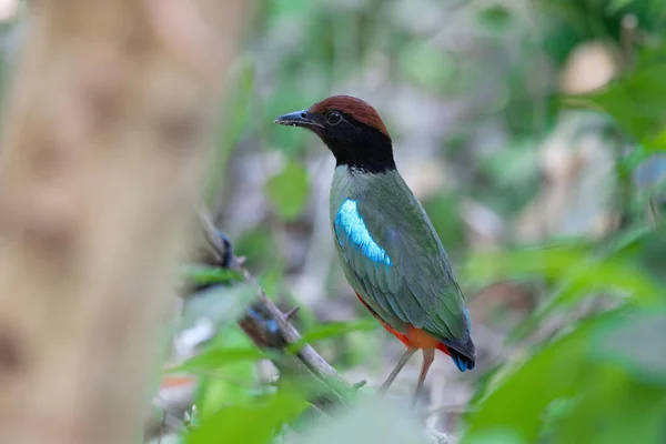 Closeup Shot Male Bird Sitting Branch Blurred Background — Stock Photo, Image