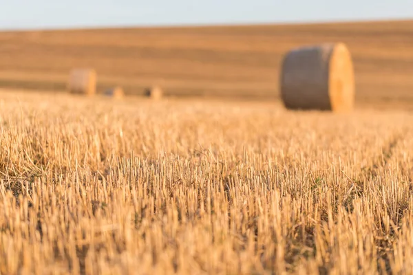 Campo Pacas Paja Cosecha Concepto Producción Agrícola — Foto de Stock