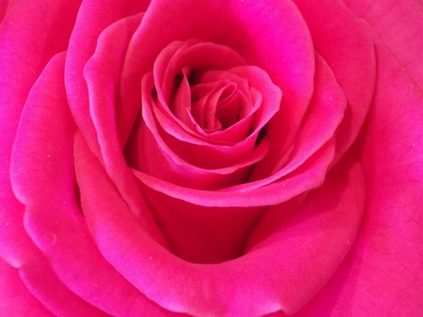 Rosa Rosa Cerca Fondo Floral —  Fotos de Stock