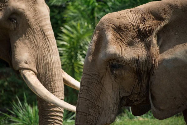 Африканський Слон Зоопарку — стокове фото