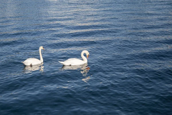 Cigno Bianco Sul Lago — Foto Stock