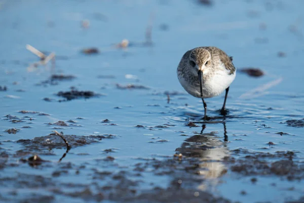 Möwe Auf Dem Wasser — Stockfoto