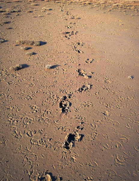 Impronte Sulla Spiaggia — Foto Stock